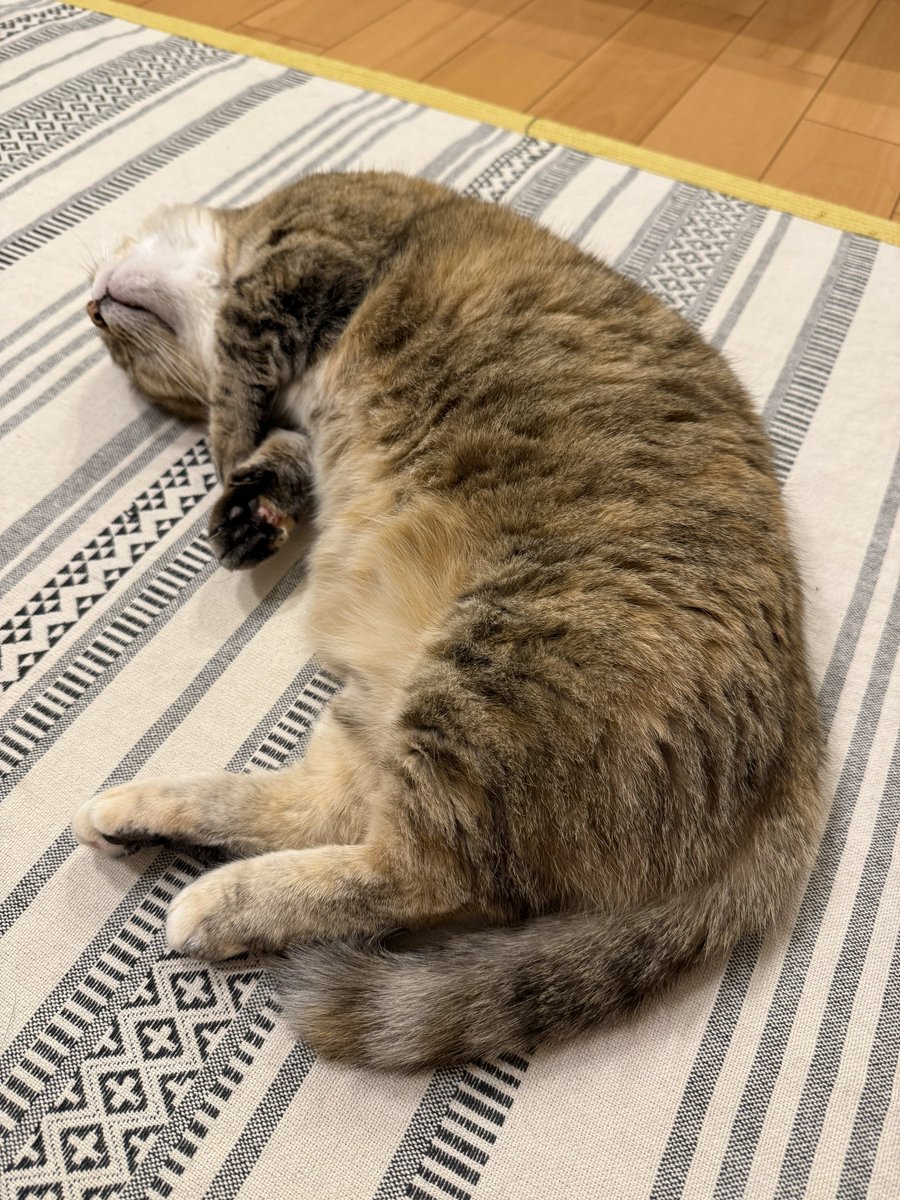 じゅんぬ🎣🐟 tweet media