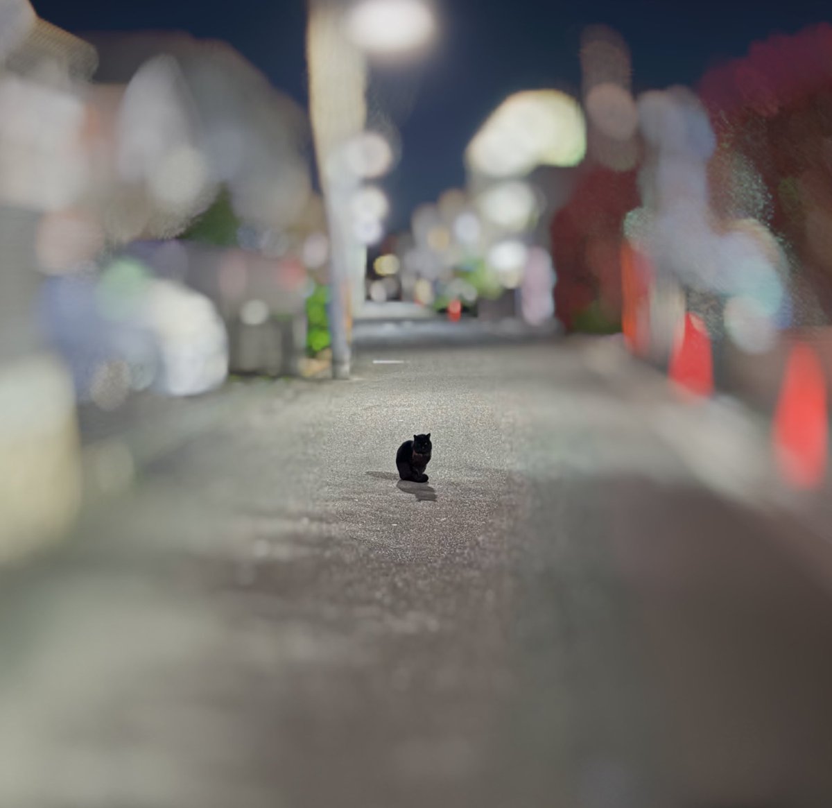 boku_koguma's tweet photo. 4.3 深夜1時。
近所の道路の真ん中で動かずとても弱っている黒猫が居て、安全なところに誘導するも、フラフラと道路に飛び出し事故寸前だったため、一時保護しました。

その場でしばらく悩みました、リスクも責任も、勇気もいるし、こぐまも心配。
↓ https://t.co/YKiwlydBTk