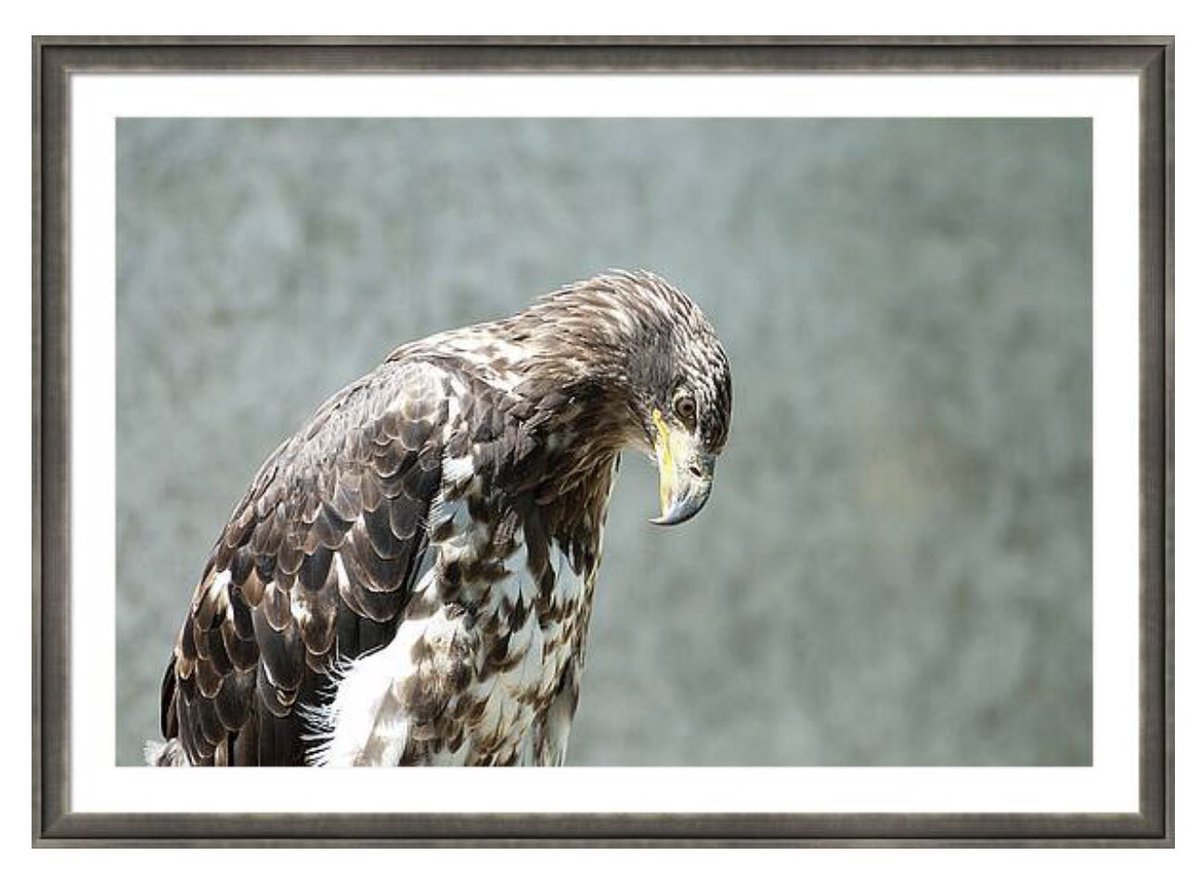shonna99784's tweet image. Stunning Eagle in Profile - Tottenham, Ontario - Framed Print shonnahawkinsphotography.com/featured/stunn…

This work is available to order as a professional print at the link

#Stunning #Eagle #Profile #Tottenham #Ontario #JuvenileBaldEagle #Patriotic #Freedom #FramedPrint #BuyIntoArt #ShonnaHawkins