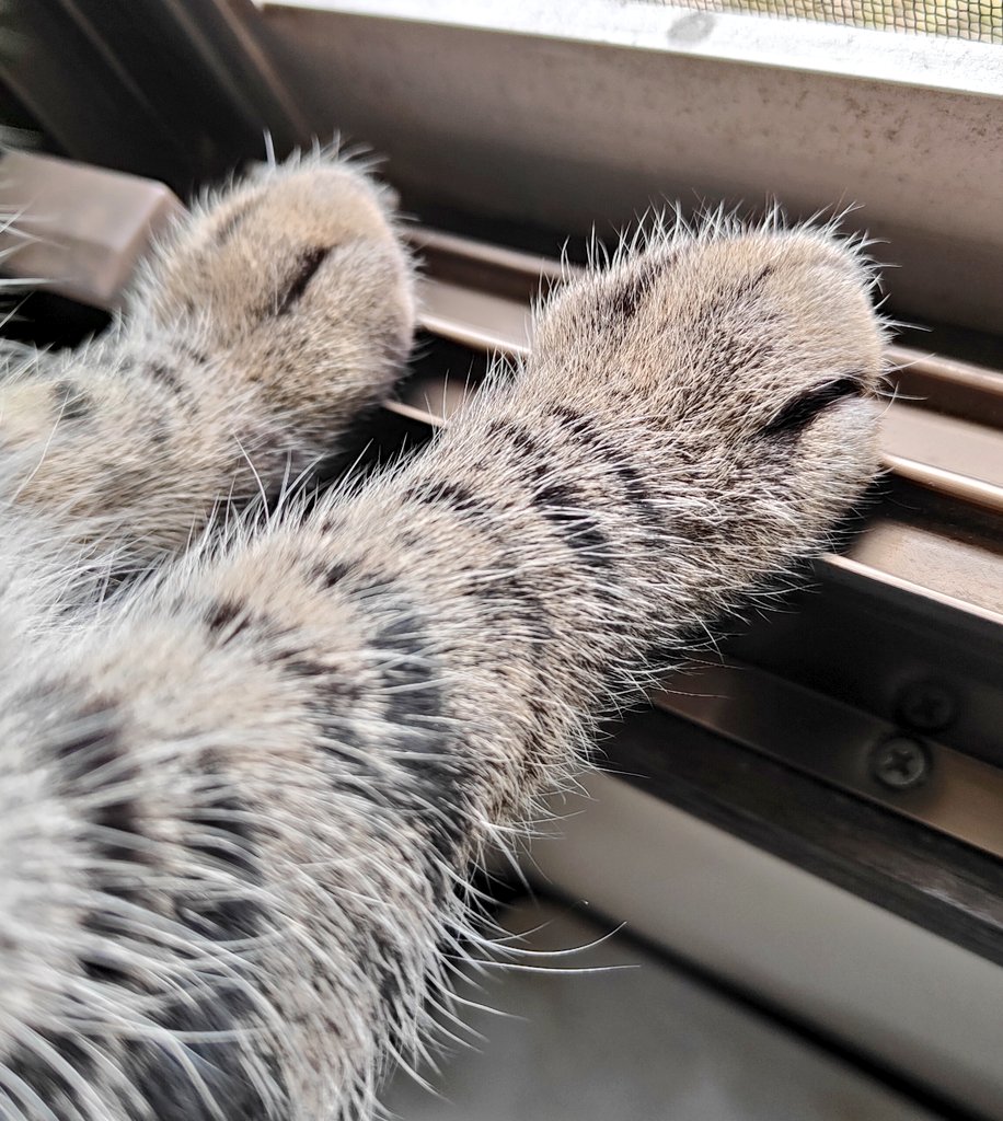 まつり（キジトラ） tweet media