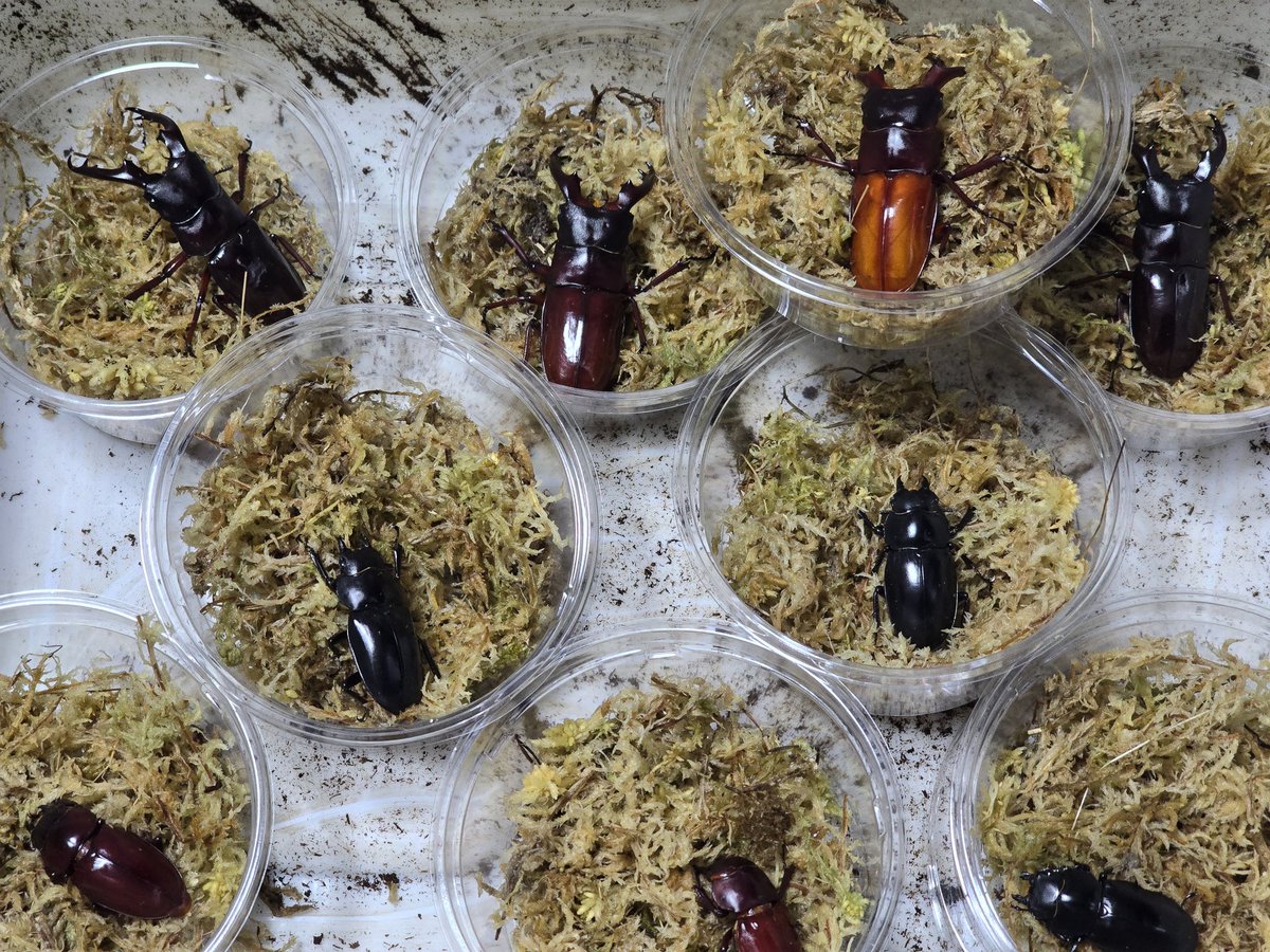 けんぼー(偏り) tweet media