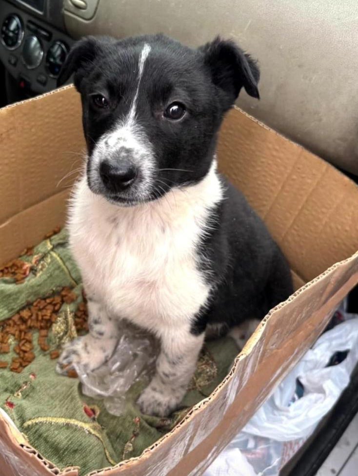 animallover tweet media