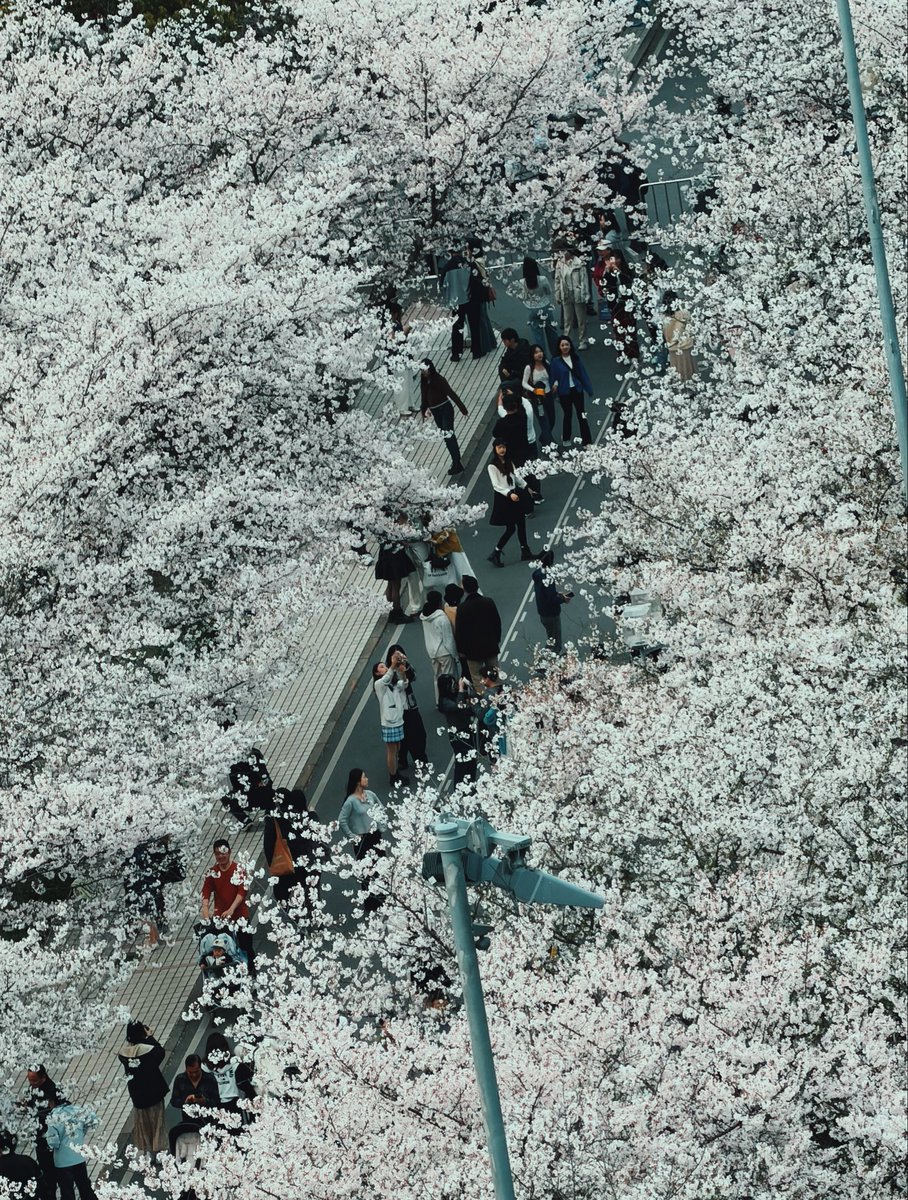 willsonlee's tweet photo. The cherry blossoms are in bloom. https://t.co/STcQQRFAmz