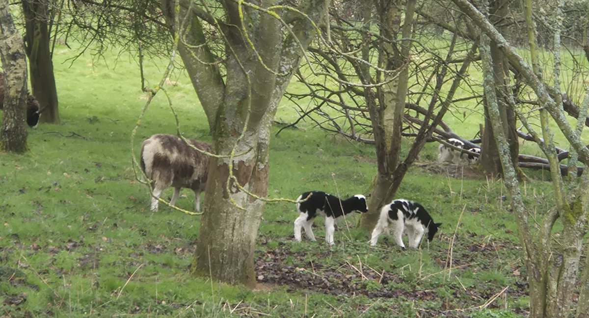 CollieDugs's tweet photo. Some(?) of this summer's neighbours have moved in https://t.co/1pT2EAc1NX
