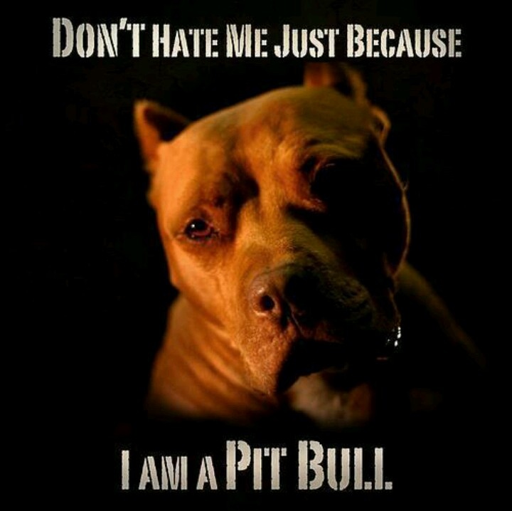 Pit Bulls Against Discrimination tweet media