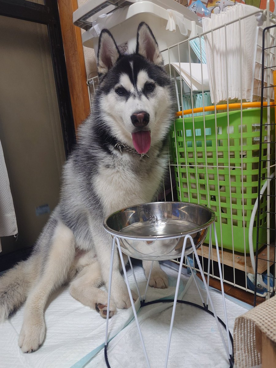 一旦、体の成長落ち着いたみたい！
ただ靴を狙う子になってしまったって
写真の靴は処分予定だった靴だが、やはり今履いてるやつがいいらしい(   -₃- )
カメラ角度でバルト短足みたいになってる笑
#本日のバルト