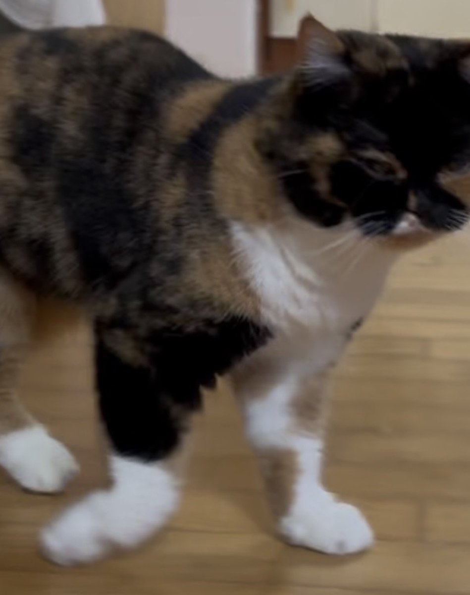 범단랑순🐯🦁🐣🐝 tweet media