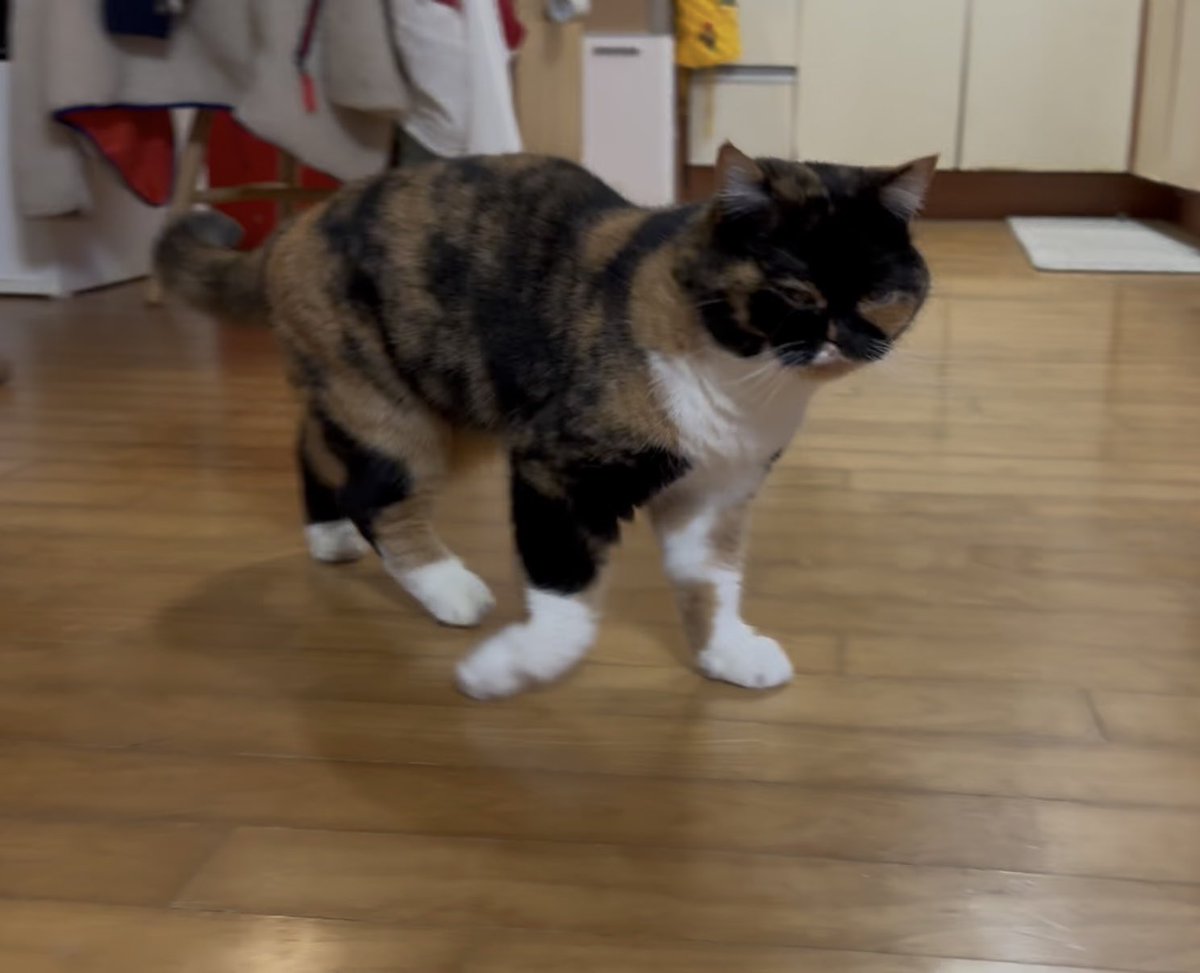 범단랑순🐯🦁🐣🐝 tweet media