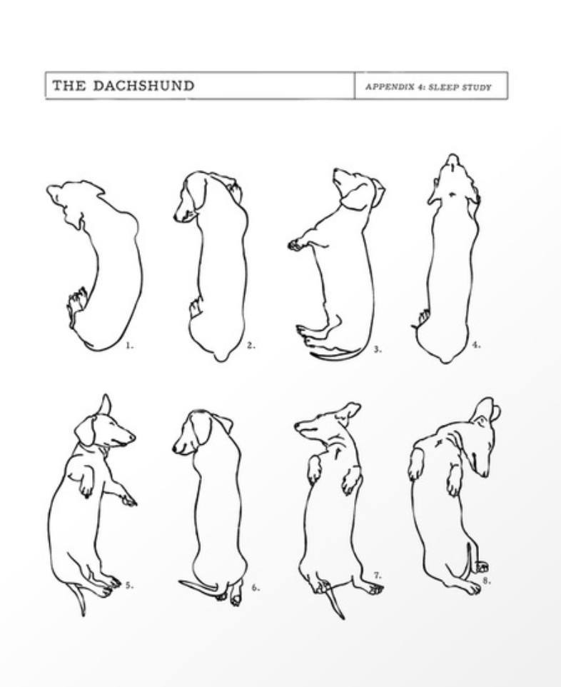 Salsichinhas tweet media