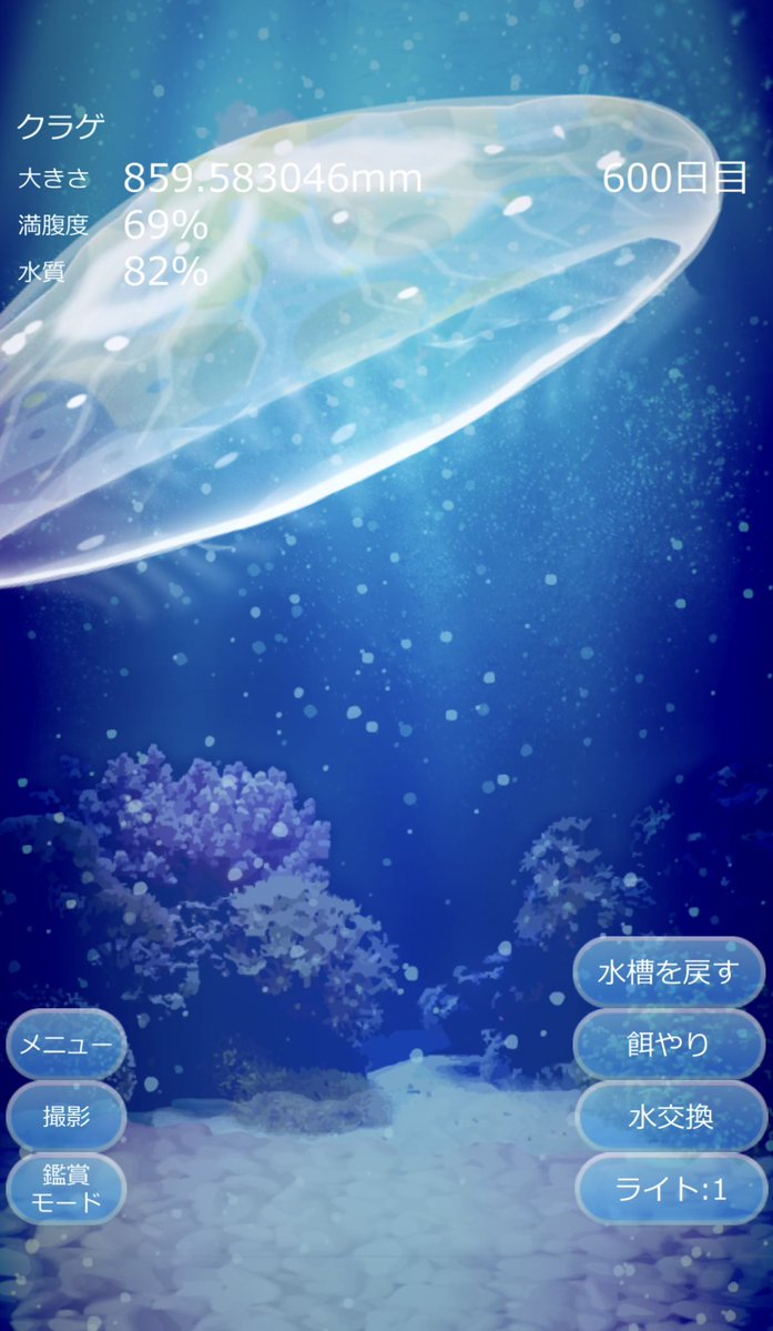 愛しのクラゲが600日目になりました