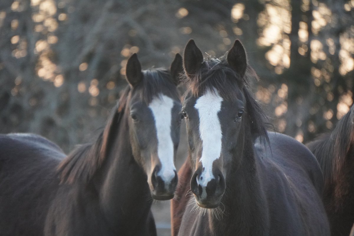 馬きち tweet media