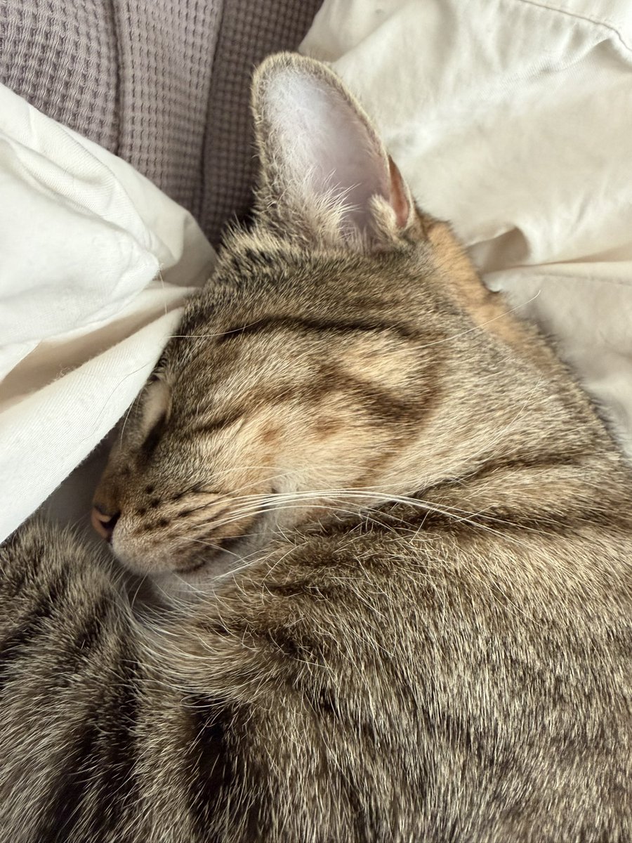 Бешлей tweet media