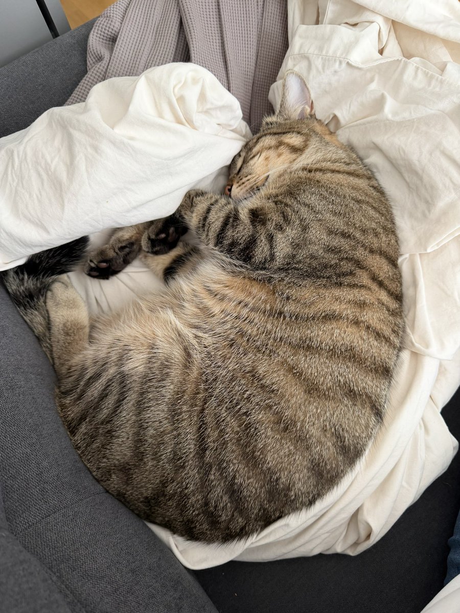 Бешлей tweet media