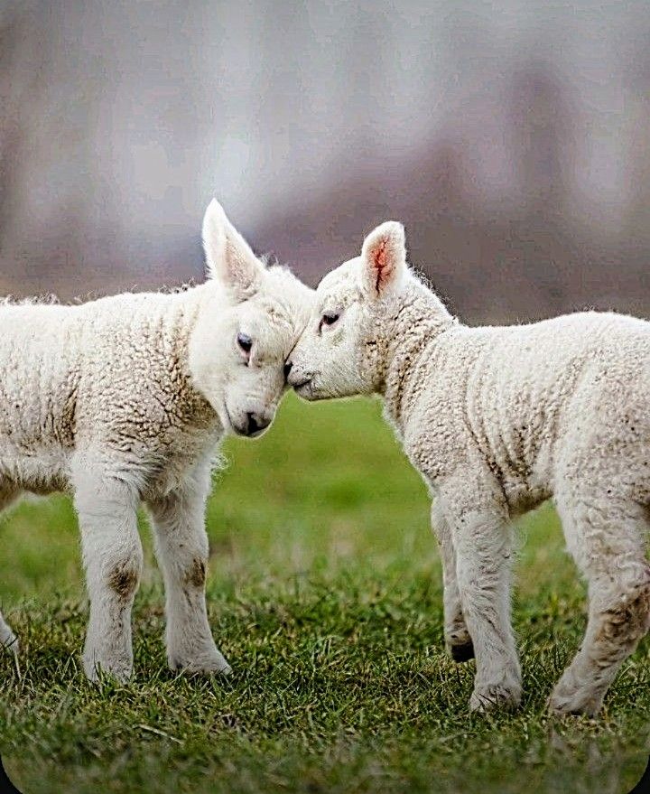 venkovankaJanka tweet media