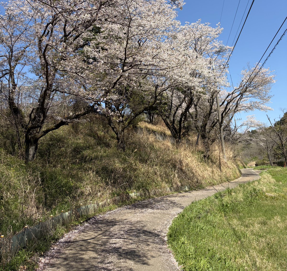 からちゅーの町田放浪記 tweet media