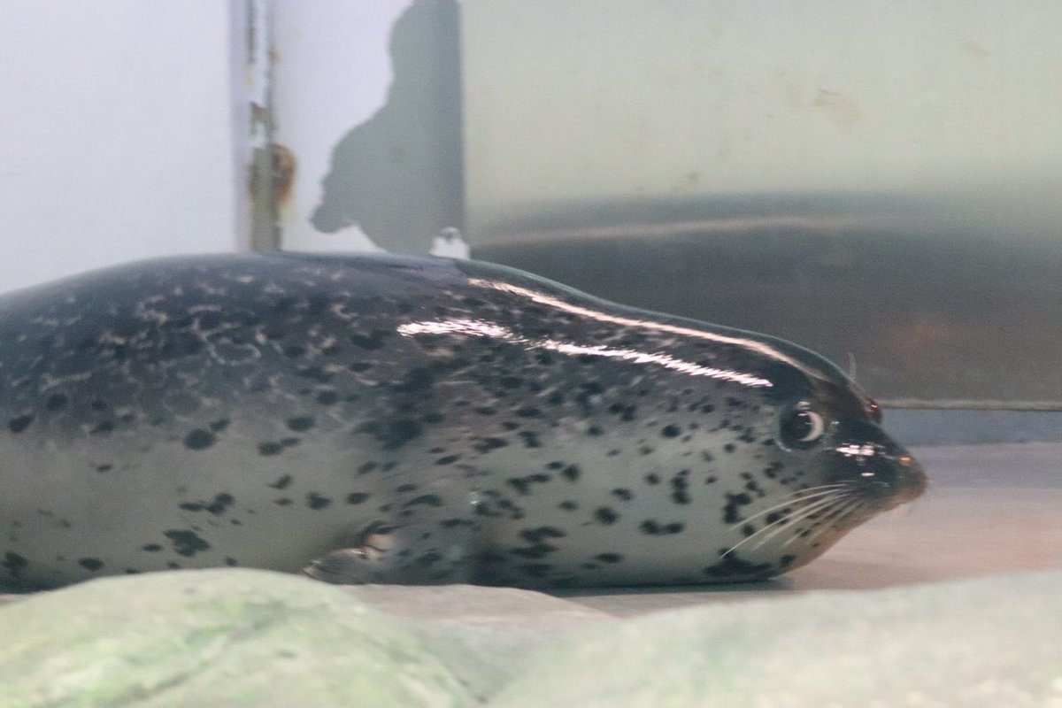 january febuary moss april .𖥔 ݁ ˖ tweet media