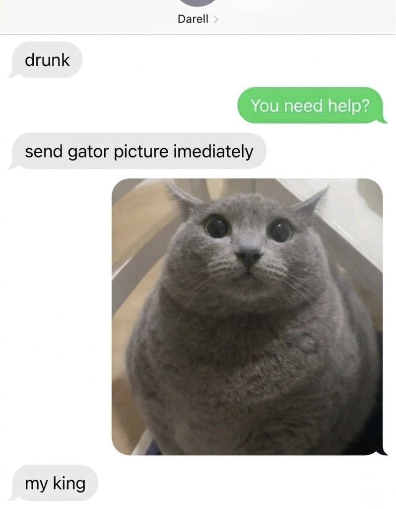 No Cats No Life (@nocatsnolife_m) on Twitter photo 