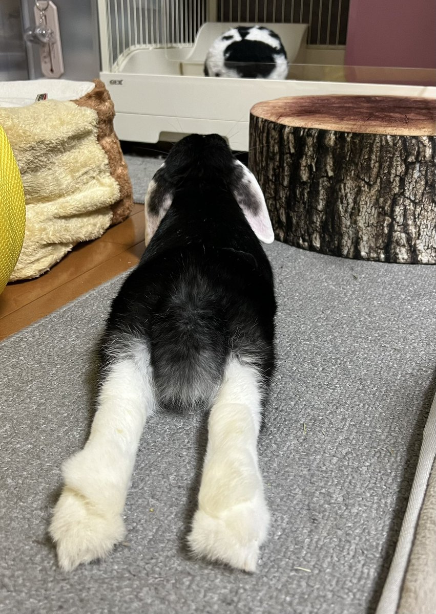 はなおさんちの【うしお】くん tweet media