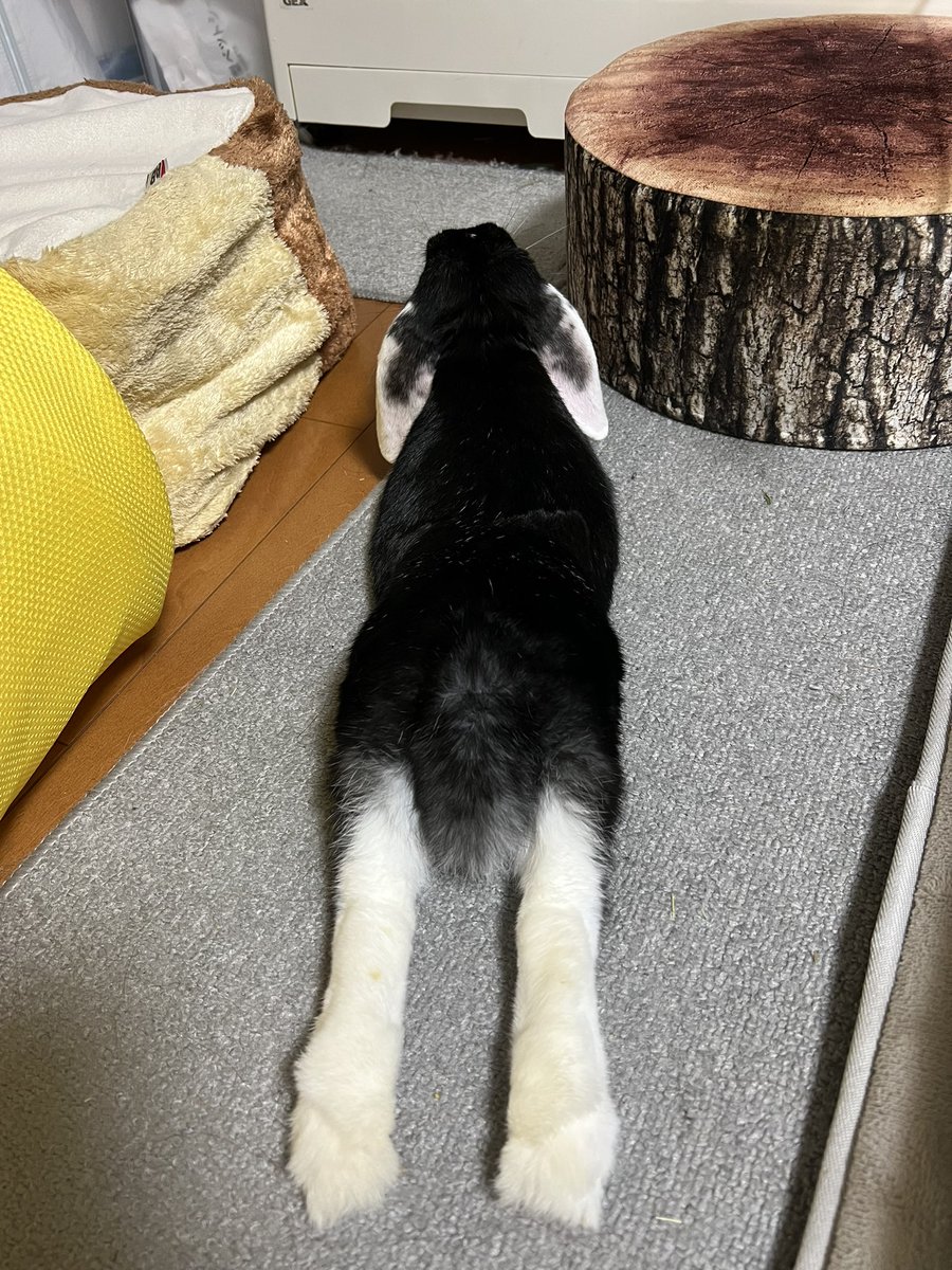 はなおさんちの【うしお】くん tweet media