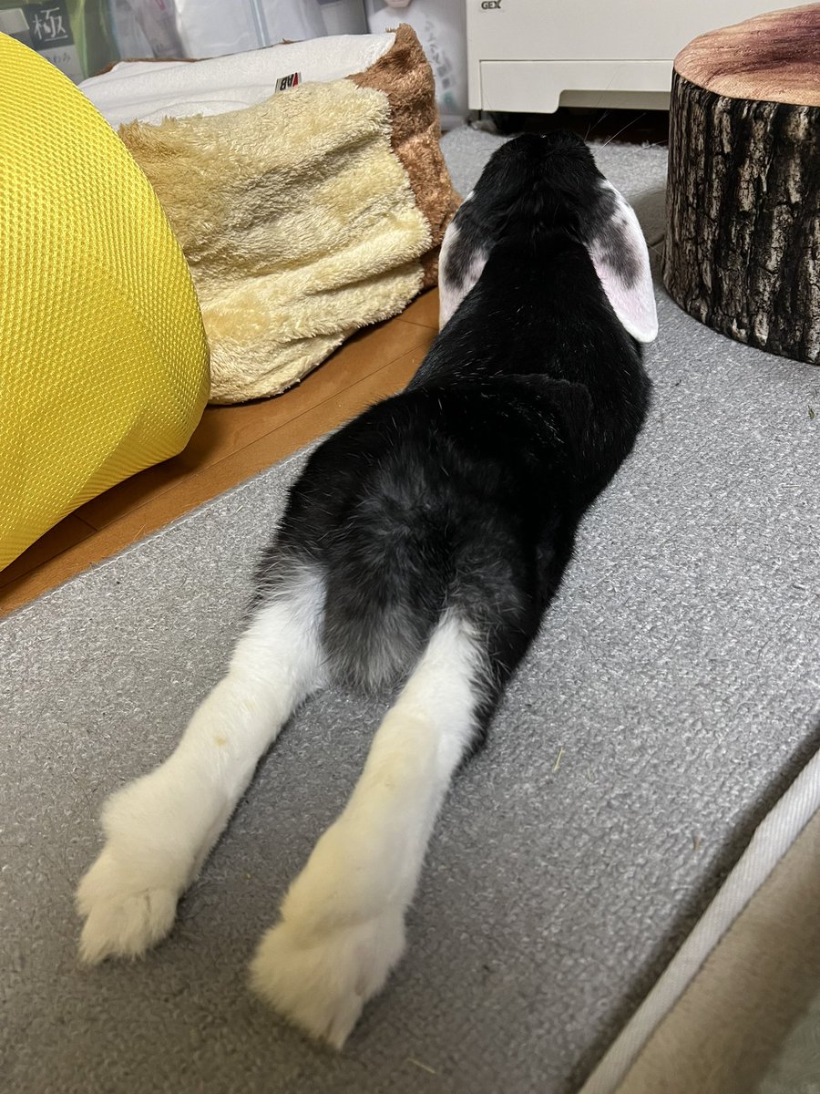 はなおさんちの【うしお】くん tweet media