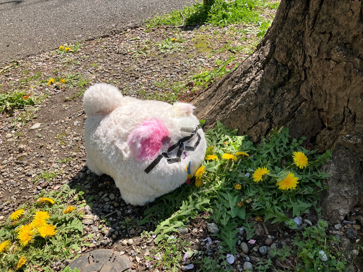 nyankimi_nya's tweet photo. たんぽぽ　ぱくぱく　👓 https://t.co/368WvQv7ak