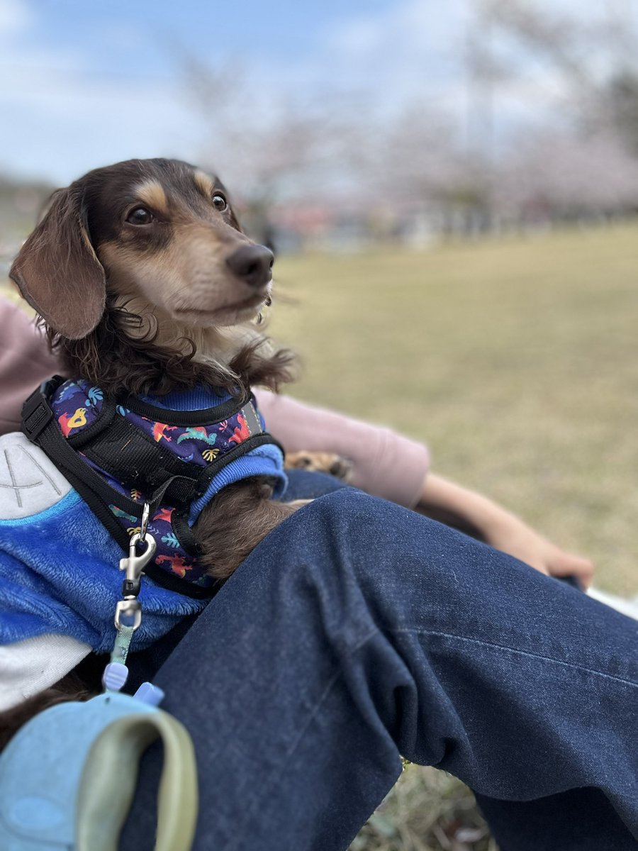 愛聖りさ🐶5/31撮影会📸 tweet media