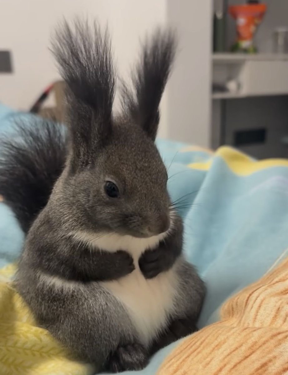 cowboy shane tweet media