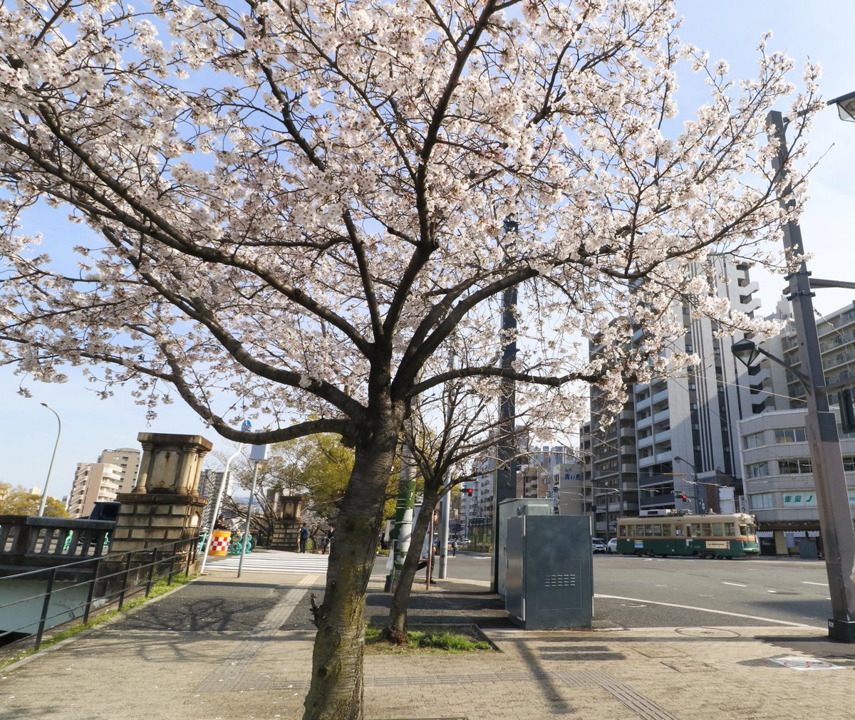 anaguma09's tweet photo. 春の的場町界隈
3月28日に開業した循環線は、交差点のカーブを西へ
変わらぬ桜と荒神橋の親柱 https://t.co/du6x3InCHs