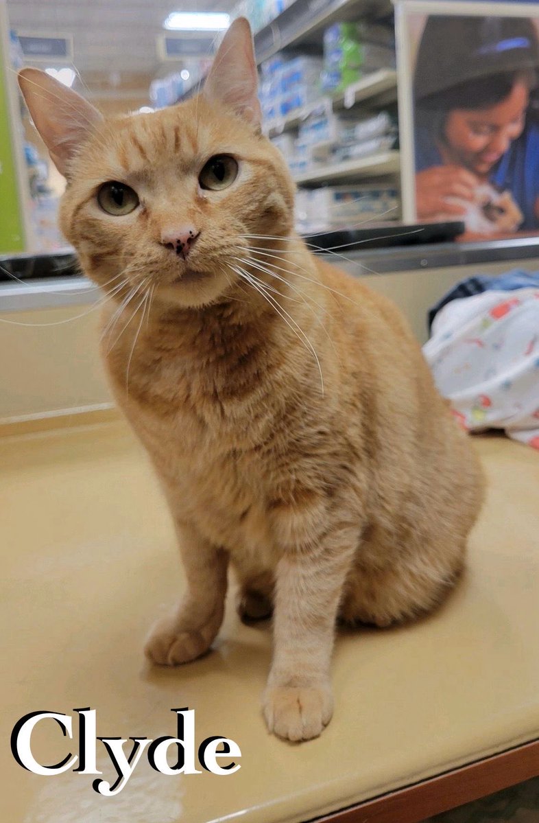 Rescue Ridge tweet media