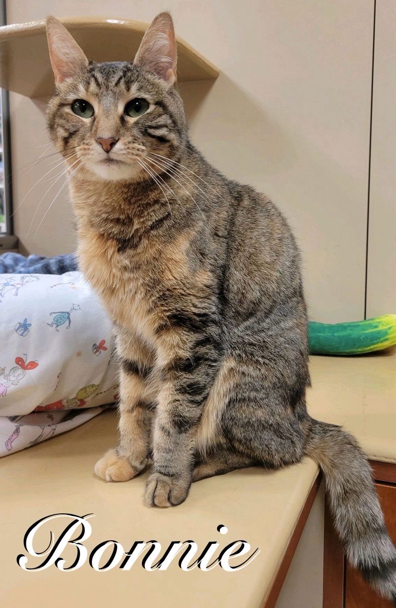 Rescue Ridge tweet media