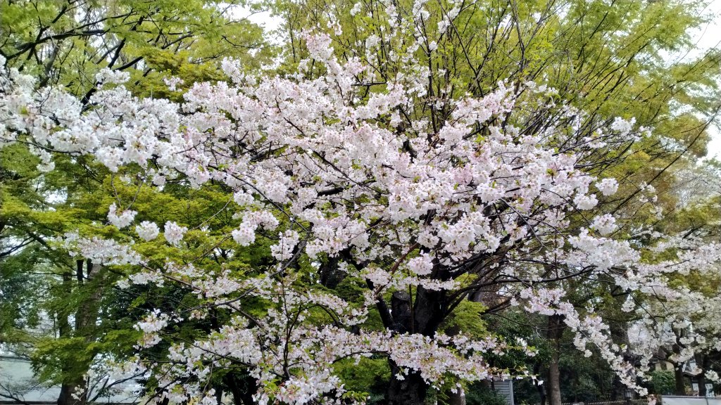 あいにょ 4/11(土).12(日). 代官山蔦屋書店 SFカーニバル⚙️ tweet media