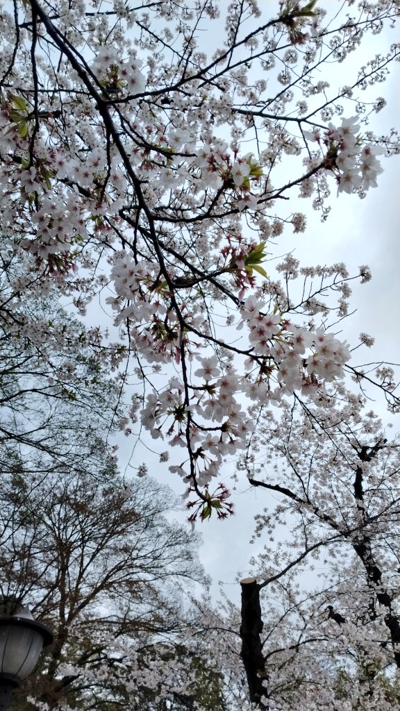 あいにょ 4/11(土).12(日). 代官山蔦屋書店 SFカーニバル⚙️ tweet media