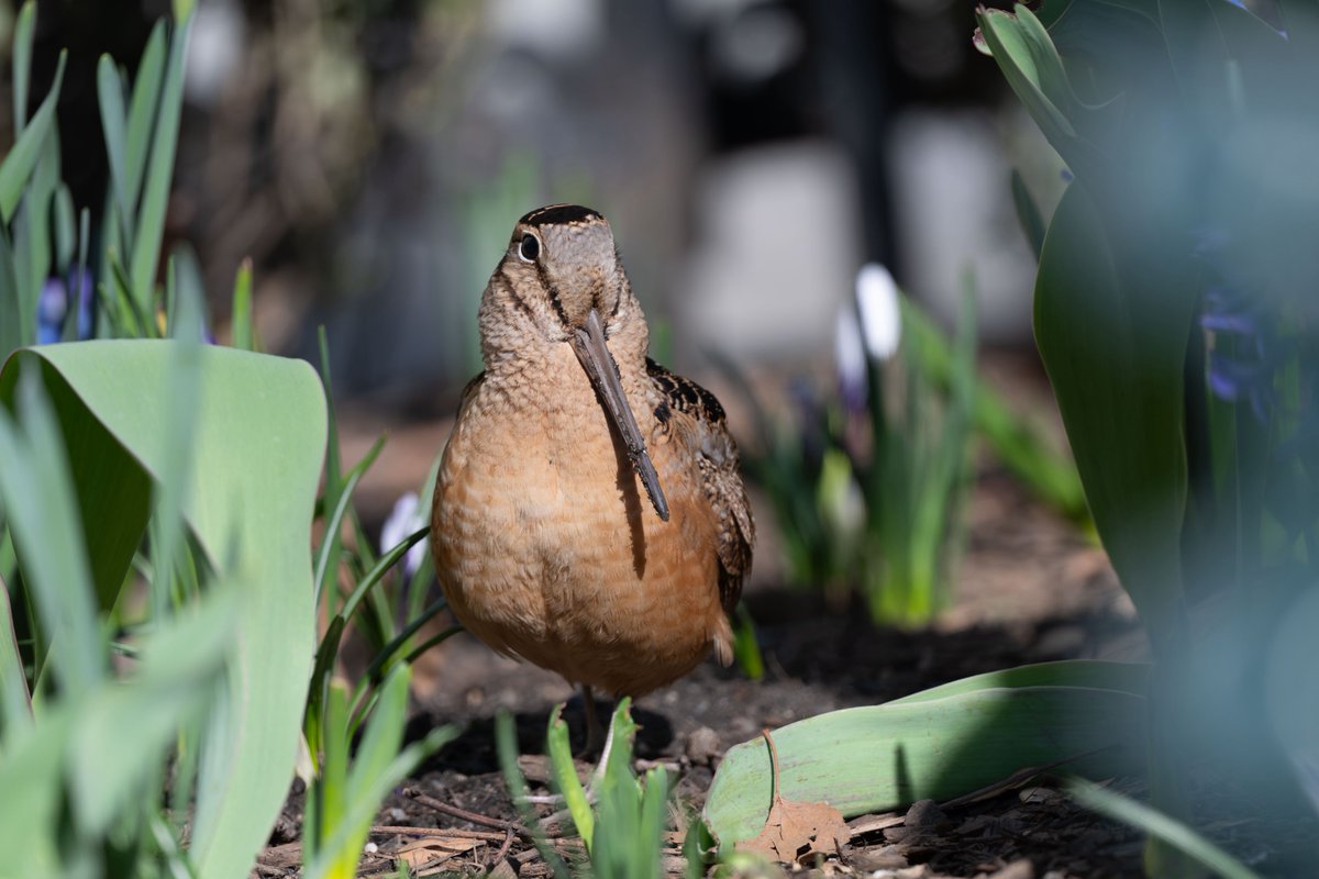 500 Birds tweet media