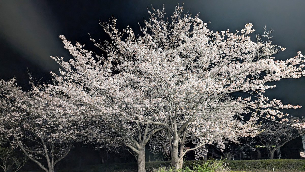 Happy Tree Films | Kazu tweet media