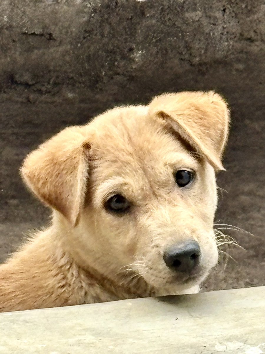 Gautham Machaiah tweet media