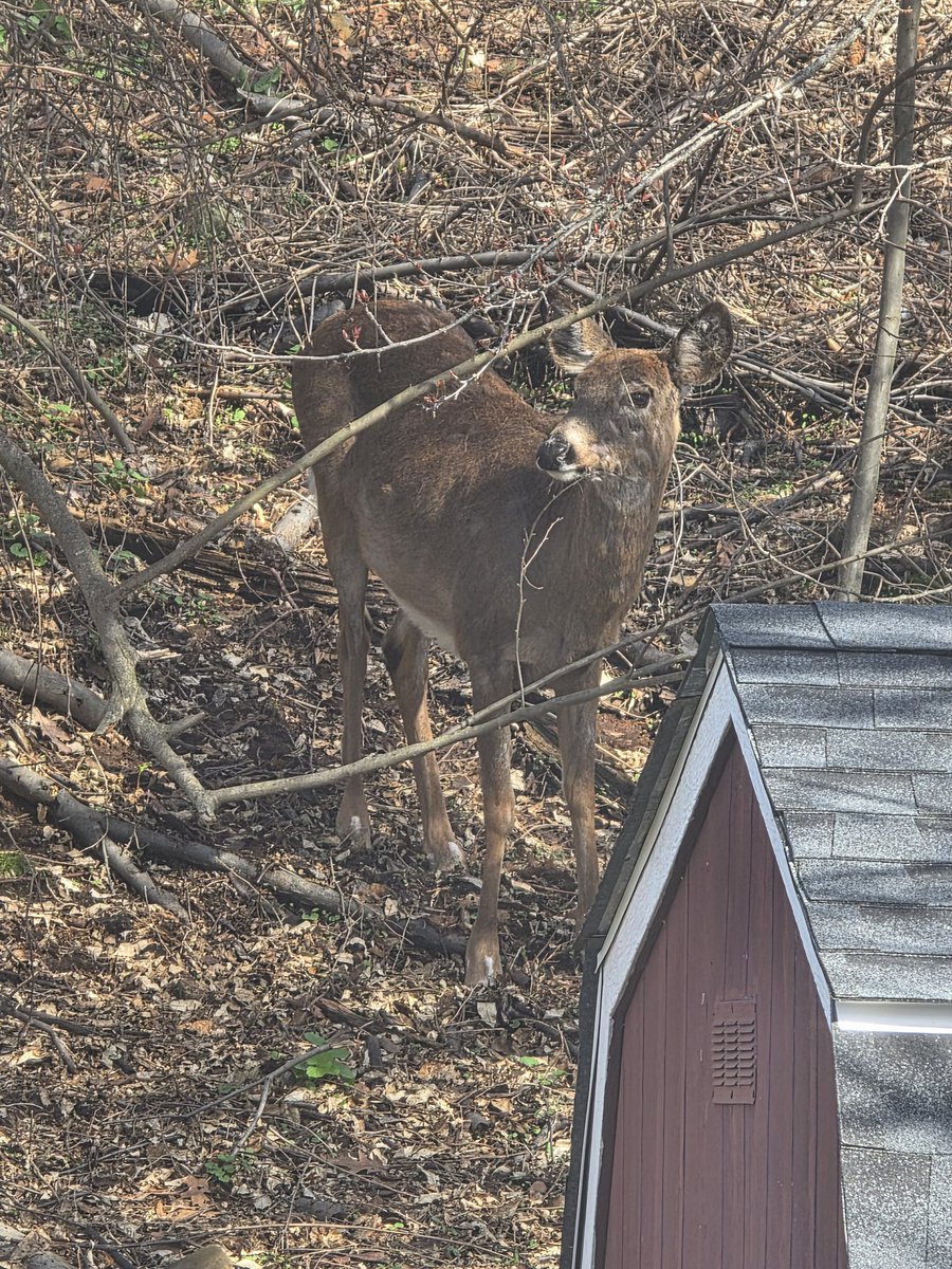 Pat. Fitzgerald tweet media