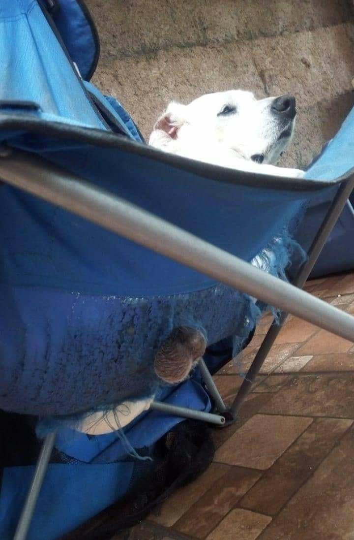 Bichinhos fofinhos pra quem ta cansado tweet media