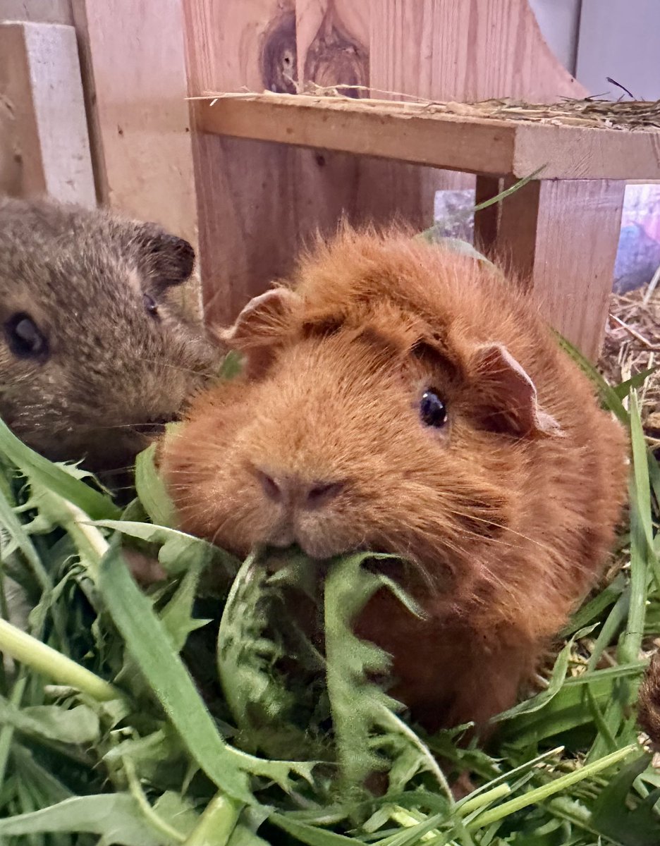 Anna Rebella, the woman, the myth, the legend tweet media