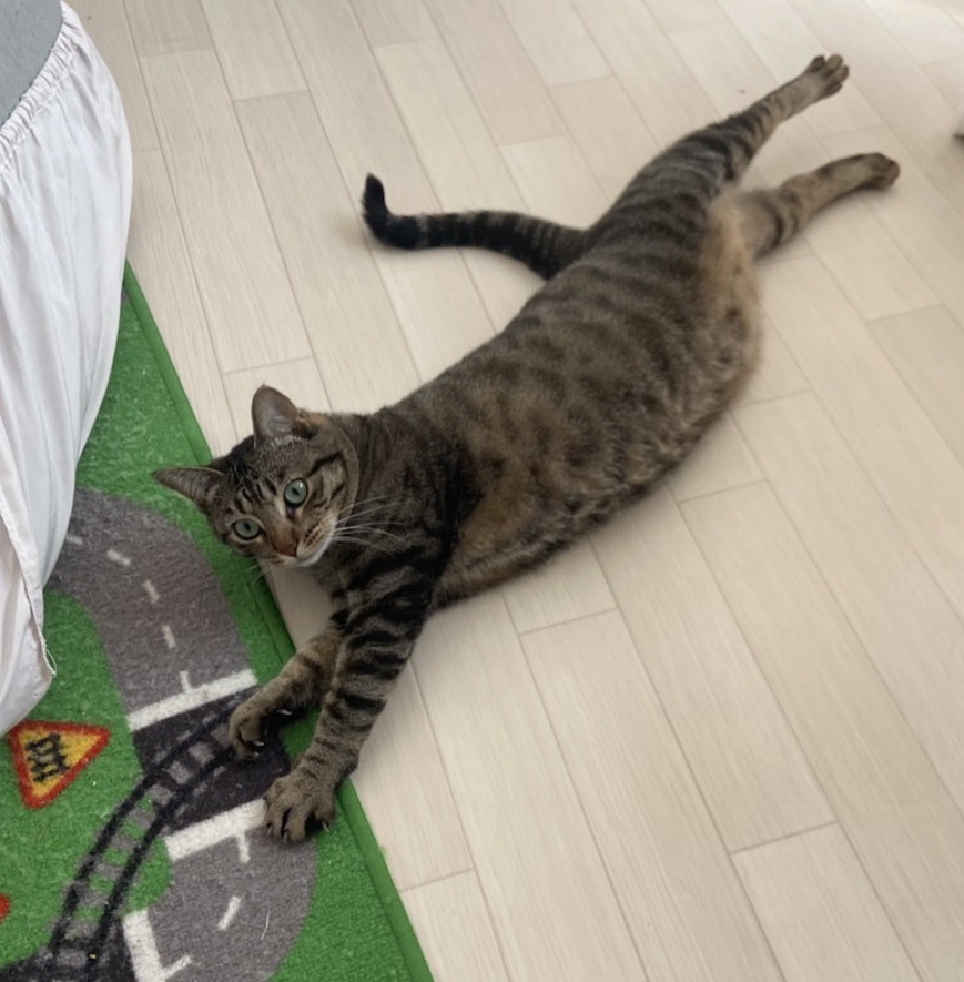 いえもり tweet media