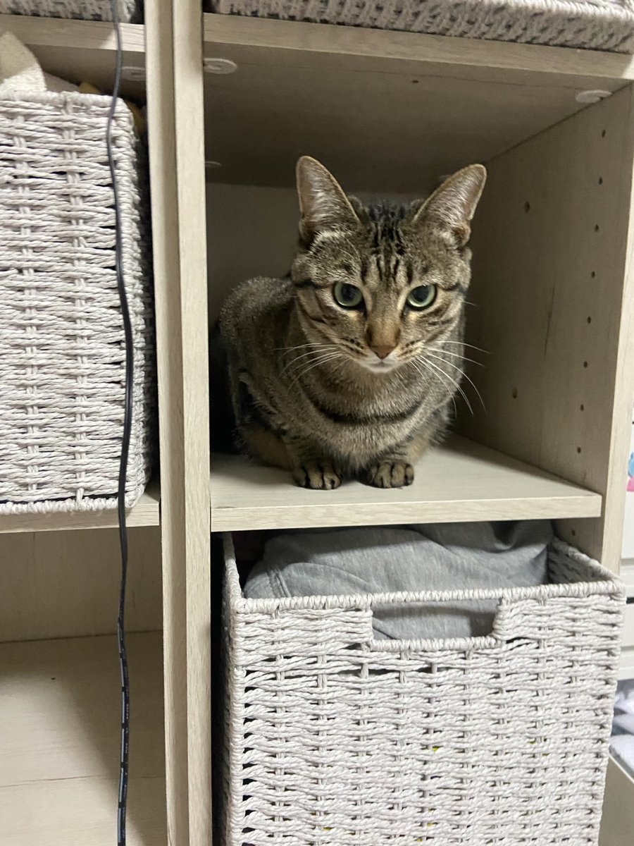 いえもり tweet media