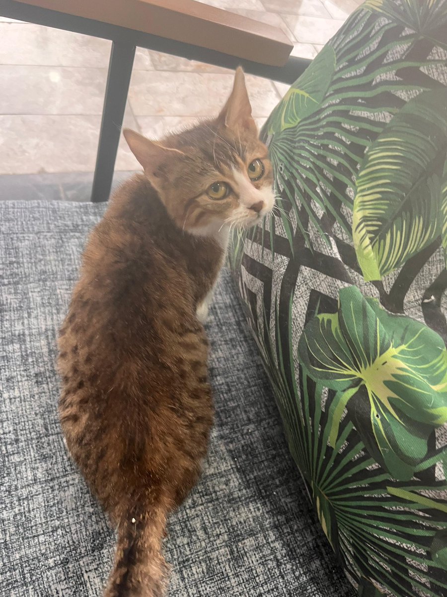 luna🍒 #boykot tweet media