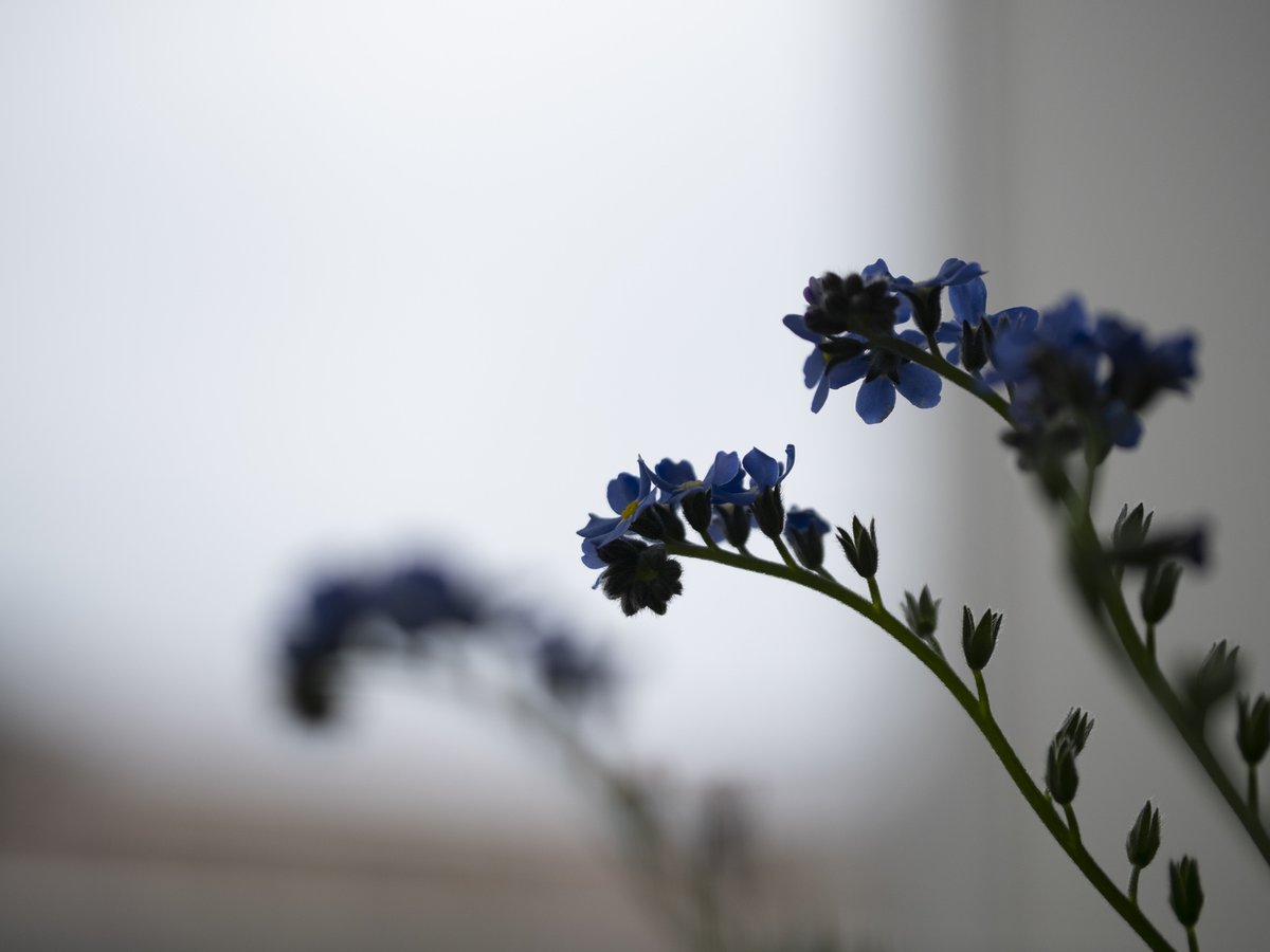 hideonakane's tweet photo. 4月の
の雨。
20260331
#NoWar
#forgetmenot
#ちいさなくに
#intenyears https://t.co/MPjBn7WXhL