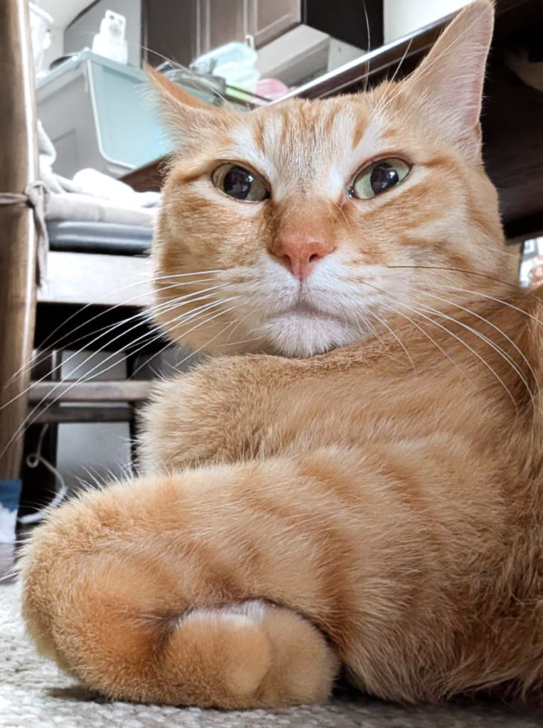 ぷりんちゃん𝕏 tweet media