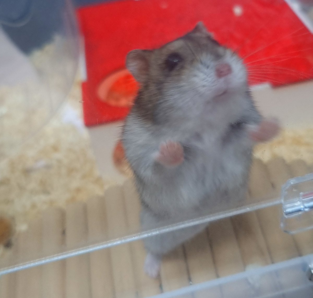 둥근햄 tweet media