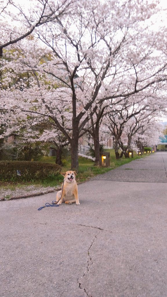 19jackey's tweet photo. 桜
お花見散歩。
今年も桜は美しい。 https://t.co/TdndNEjmZ3