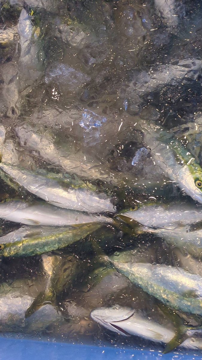 えびよね（蛯米水産加工）塩辛🦑🖤富山 tweet media