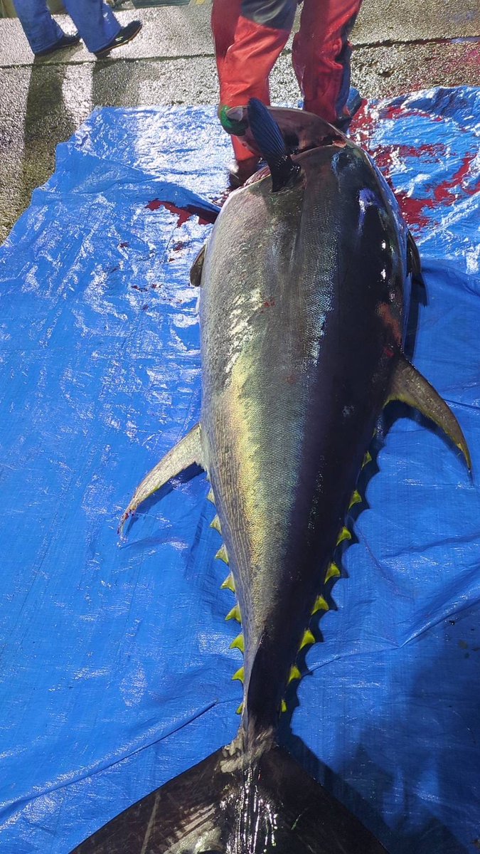 えびよね（蛯米水産加工）塩辛🦑🖤富山 tweet media