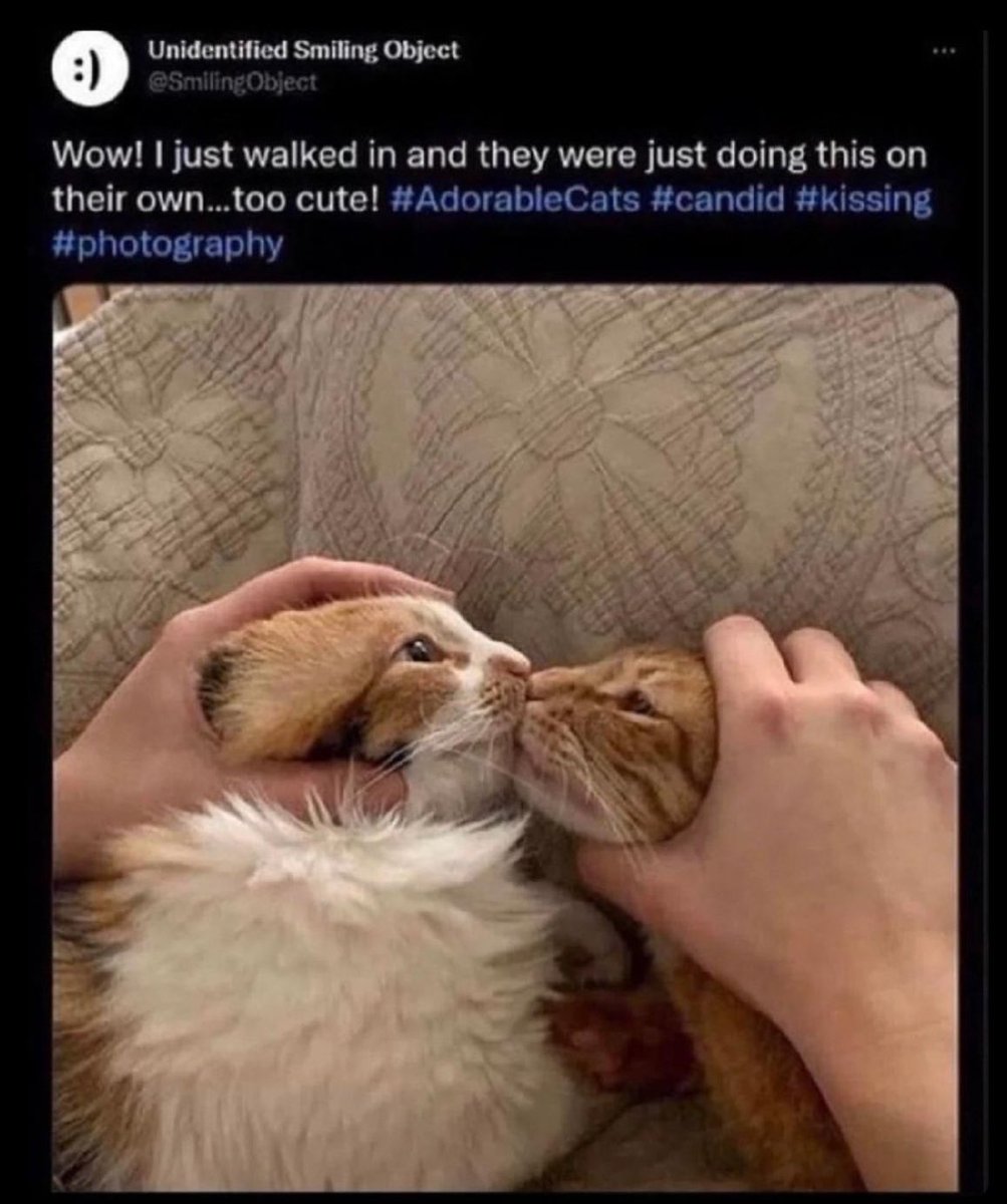 Gengar!Gengar!Gengar!Gengar!Gengar!Gengar!Gengar!G tweet media