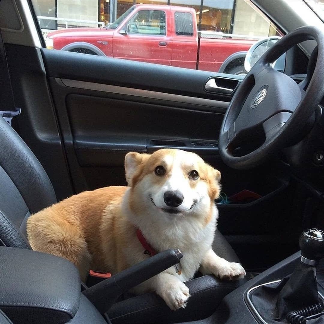 Bichinhos fofinhos pra quem ta cansado tweet media