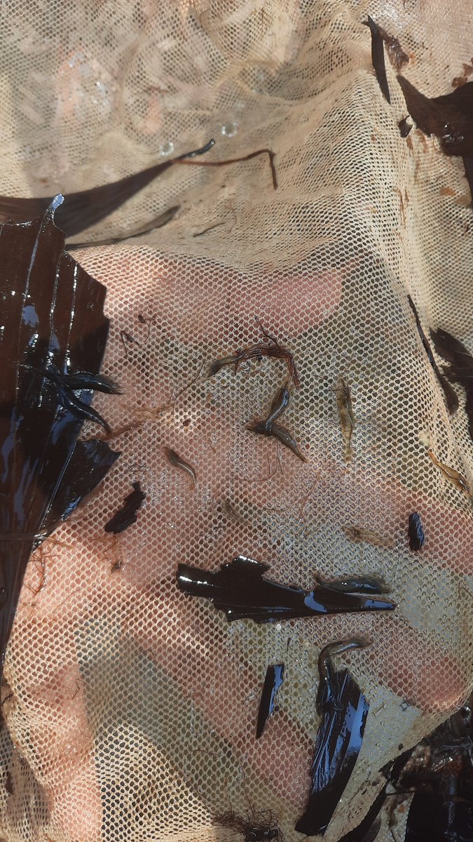 Maclean Antony Santos tweet media